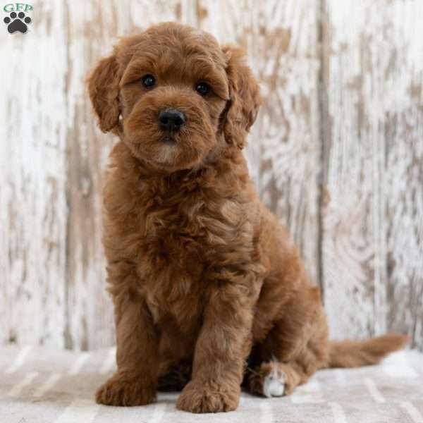 Sherlock, Mini Goldendoodle Puppy